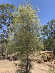 Terminalia oblongata