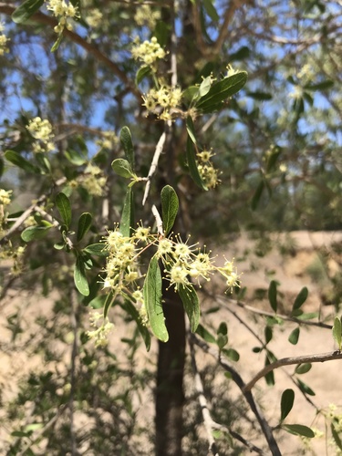 Yellow Wood (Terminalia oblongata)