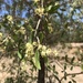 Terminalia oblongata - Photo (c) Aaron Bean, algunos derechos reservados (CC BY-NC), subido por Aaron Bean