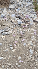 Colchicum cupanii
