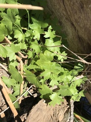 Hydrocotyle acutiloba