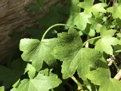 Hydrocotyle acutiloba