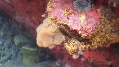 Eudistoma molle