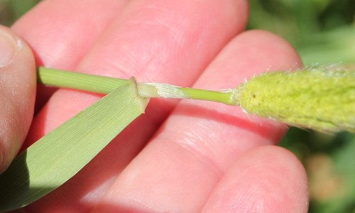Image of Polypogon interruptus by (c) Millie Basden, some rights reserved (CC BY)