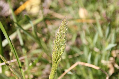 Image of Polypogon interruptus by (c) Millie Basden, some rights reserved (CC BY)