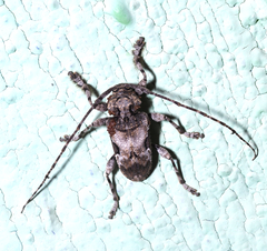 Lagocheirus obsoletus