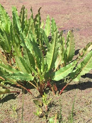 Rumex bidens