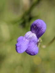 Neogaerrhinum strictum