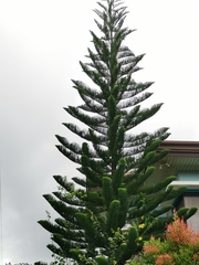 Araucaria heterophylla