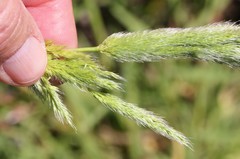 Polypogon interruptus