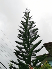 Araucaria heterophylla
