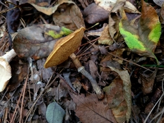 Suillus cothurnatus