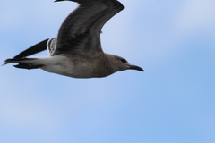 Leucophaeus atricilla megalopterus