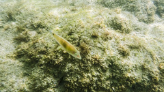 Thalassoma