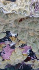 Halichondria panicea