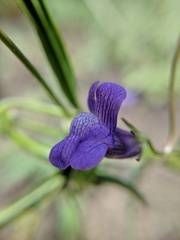 Neogaerrhinum strictum