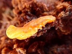 Doriopsis granulosa