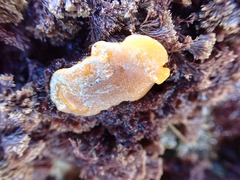 Doriopsis granulosa