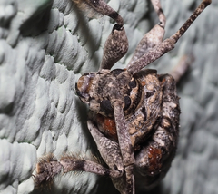 Lagocheirus obsoletus