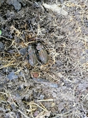 Carabus melancholicus costatus