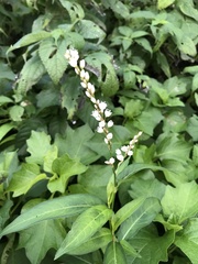 Persicaria japonica