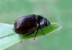 Apogonia cribricollis