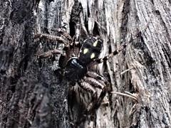 Tharpyna campestrata