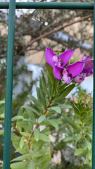 Polygala myrtifolia