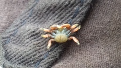 Hapalogastridae