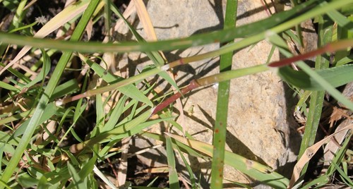 Image of Polypogon interruptus by (c) Millie Basden, some rights reserved (CC BY)