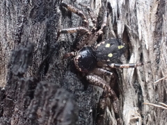 Tharpyna campestrata