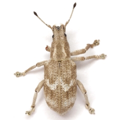 Brachystylus microphthalmus