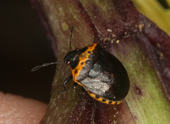 Cosmopepla uhleri