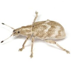 Brachystylus microphthalmus