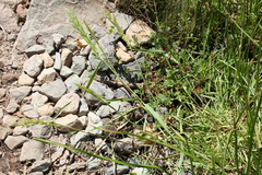 Polypogon interruptus