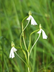 Habenaria longicorniculata