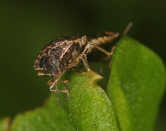 Cosmopepla intergressa
