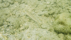 Valenciennea muralis