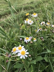 Aster microcephalus