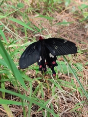 Byasa polyeuctes termessus