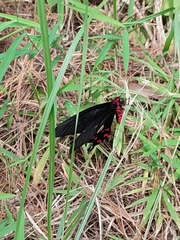 Byasa polyeuctes termessus