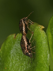 Cosmopepla intergressa