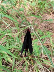 Byasa polyeuctes termessus