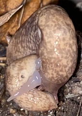 Deroceras reticulatum