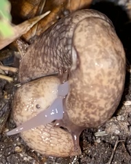 Deroceras reticulatum