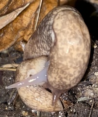 Deroceras reticulatum