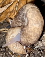 Deroceras reticulatum