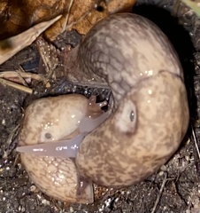 Deroceras reticulatum