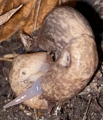 Deroceras reticulatum