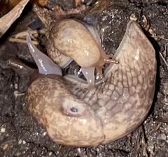 Deroceras reticulatum